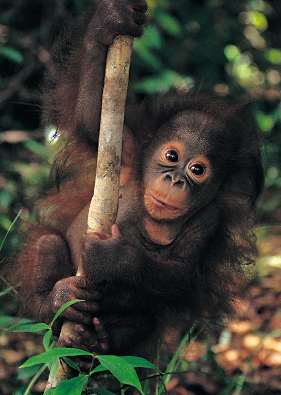 orang-utan_baby.jpg